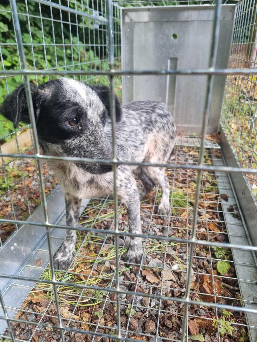 Please retweet, urgent FOSTER HOMES NEEDED FOR 4 DOGS DUMPED IN #BEGGARWOOD #BASINGSTOKE #HAMPSHIRE #UK 
' This is Murphy.  You’ve probably seen a lot of posts about him over the last few days!   
Murphy is one of 4 dogs who have been dumped in the Beggarwood area of Basingstoke