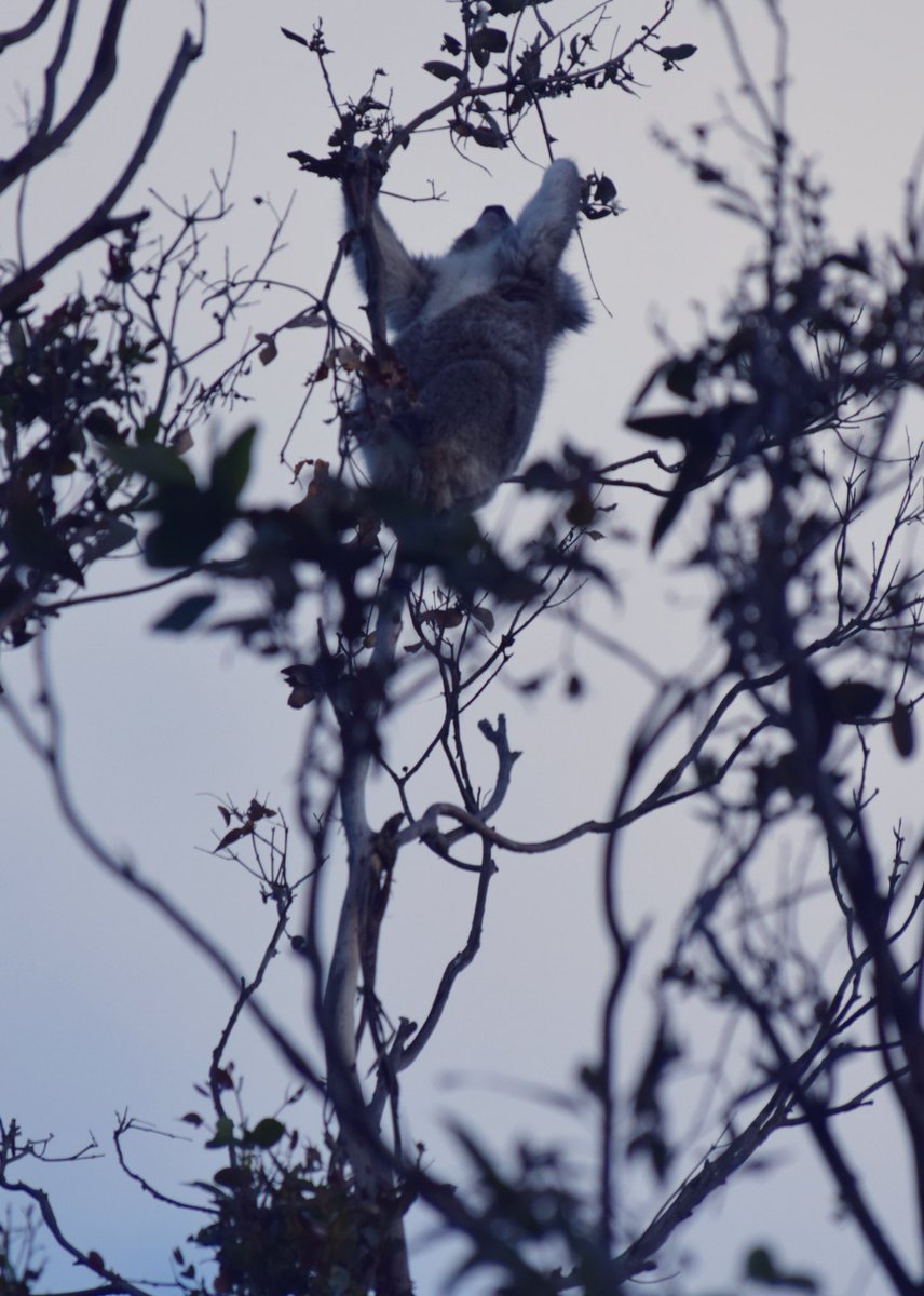 Amuck99's tweet photo. Koala spotting https://t.co/ymiZRsdrTb