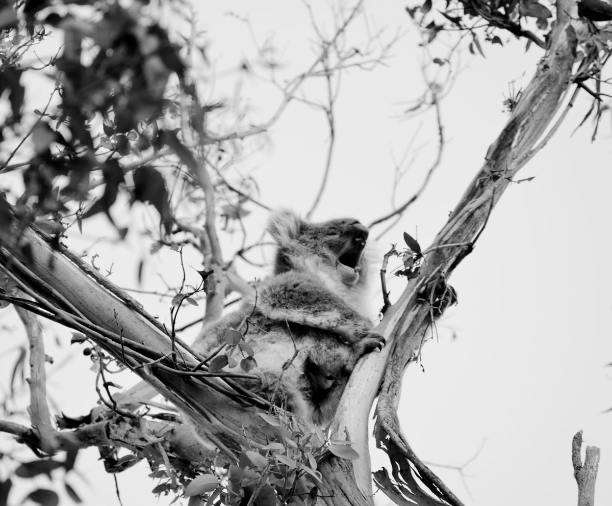 Amuck99's tweet photo. Koala spotting https://t.co/ymiZRsdrTb