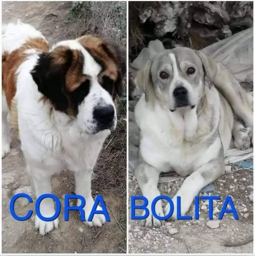 SosAbuelos1's tweet photo. #Toledo 
Contacto; 
685 43 74 94

Estas dos perritas viven solas en una parcela, el dueño tiene que entregarla pero sin ellas. 

Nadie se hace cargo , son muy buenas y mansas, sino se encuentra una solución acabarán en la perrera . https://t.co/I70heIRAPZ