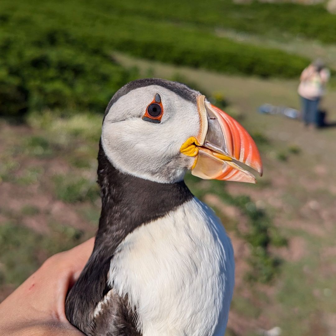 Lara Nouri tweet media