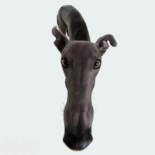 19cm_sol's tweet photo. This is a dog from the 19cm community

https://t.co/zyNZoayL4J
https://t.co/KuUdGPWrHD
https://t.co/3TMO7qiZ0t https://t.co/NYzyEZjqJg