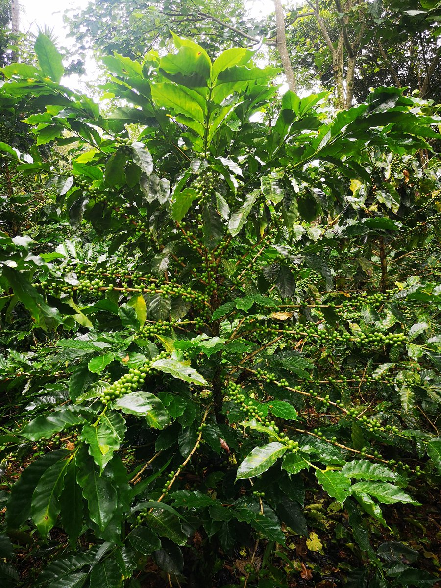 ... así estamos. #LaMaleguita #cafedellasera
#coffee #singleorigin 
cafedellasera.com