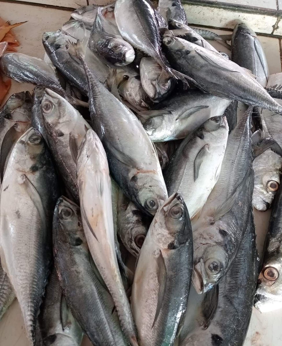 SUGIANT59834347's tweet photo. Senin(03/06/24) Sugianto,Luhkan Kab.Inhil,di KUB RIAK Tenggiri Kel.Tagaraja tangkapan Ikan Parang 15 Kg/40.000/Kg,Ikan Caru 25 Kg/35.000/Kg,dengan api Jaring Gill Nett,bulan Juni 2024
#GiatLuhkanSatminkalMedan #Inhil
#Tangkap #bpppmedan_brsdm https://t.co/e6exdEuxBN
