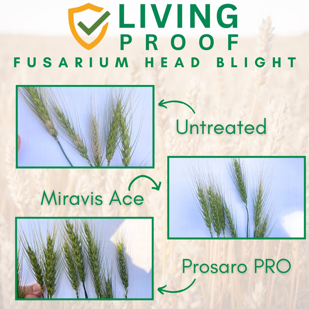 The Arthur Companies (@arthuragronomy) on Twitter photo As Stripe Rust and Fusarium Head Blight set in, our Living Proof fungicide trails are really showing the benefits of a premium fungicide. Prosaro PRO from <a href="/Bayer4Crops/">Bayer | Crop Science</a> and Miravis Ace from <a href="/SyngentaUS/">Syngenta US</a> As Stripe Rust and Fusarium Head Blight set in, our Living Proof fungicide trails are really showing the benefits of a premium fungicide. Prosaro PRO from <a href="/Bayer4Crops/">Bayer | Crop Science</a> and Miravis Ace from <a href="/SyngentaUS/">Syngenta US</a>