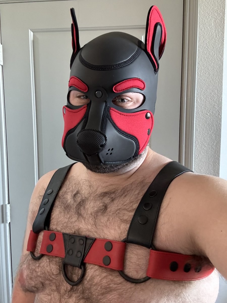 512GayPup's tweet photo. Guess who got his own pup hood? Thanks @MrSLeather for the great work! Now, who is going to help me break it in? 😈 https://t.co/KKb4yPmRy1
