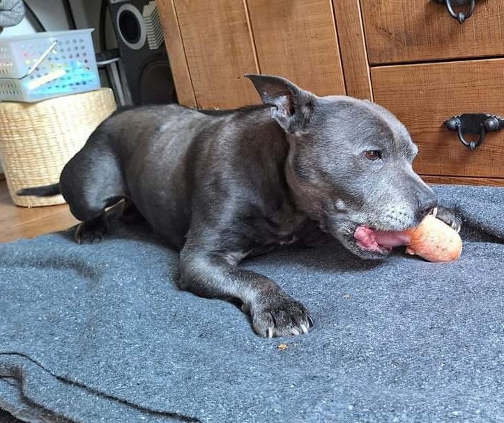 SeniorStaffy's tweet photo. Now time for a little pupdate...anyone remember our little blue boy, Ningey Noodles??
Check him out...being spoilt in the mini heatwave with a frozen carrot 🥕 his little face had me howling 😆 maybe he has a touch of brain freeze 😂 #adopted #adored #seniorstaffy #rescuedog 💙💙 https://t.co/QUreGsc3bT