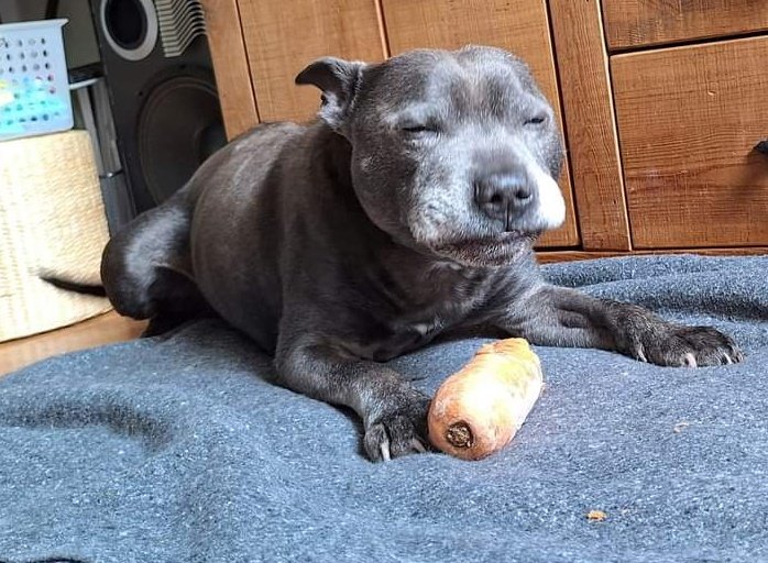 SeniorStaffy's tweet photo. Now time for a little pupdate...anyone remember our little blue boy, Ningey Noodles??
Check him out...being spoilt in the mini heatwave with a frozen carrot 🥕 his little face had me howling 😆 maybe he has a touch of brain freeze 😂 #adopted #adored #seniorstaffy #rescuedog 💙💙 https://t.co/QUreGsc3bT