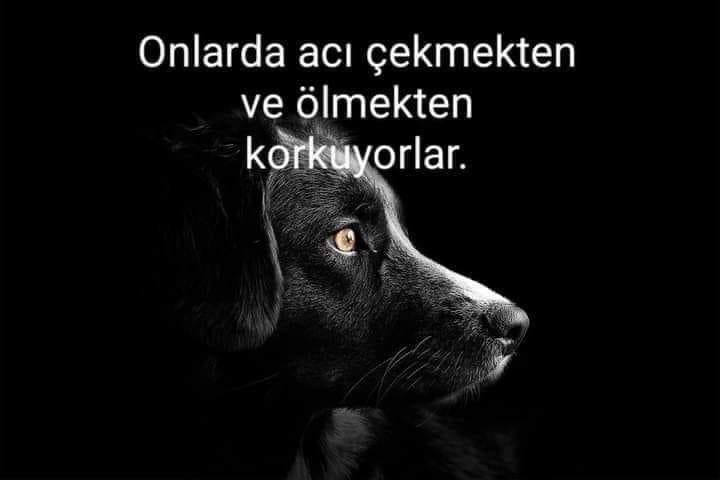 “Köpek yüzünüze bakıp da yanınıza gelmiyorsa vicdanınızı kontrol edin” 
Woodrow Wilson