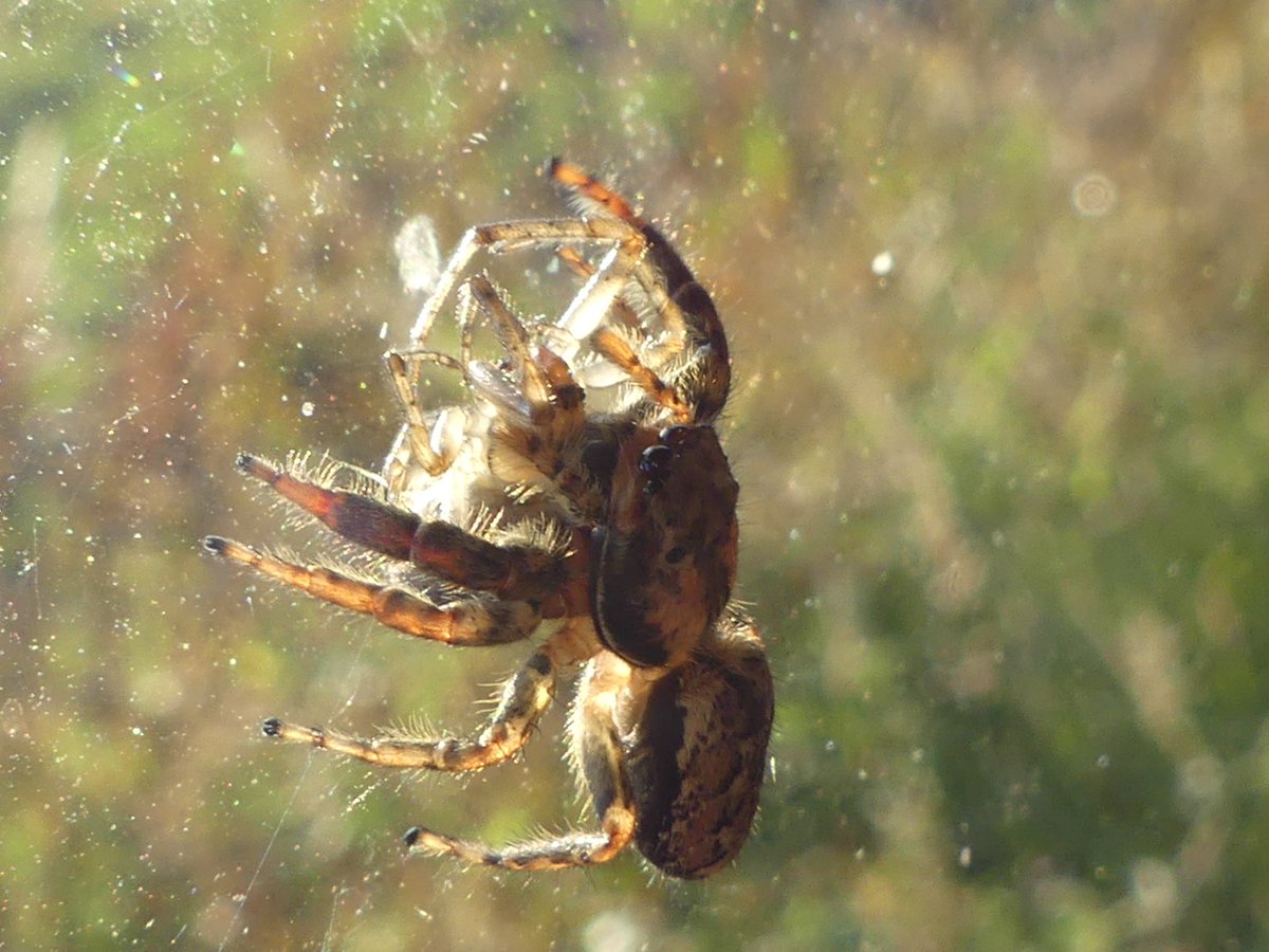 petepoach's tweet photo. Whoa spider on spider! watched a beautiful Marpissa muscosa this evening, hunting around the window of a bird hide @RSPBPulborough and saw it catch and eat another spider, perhaps a Zygiella 🕷️@BritishSpiders https://t.co/1pO6SLZYBl