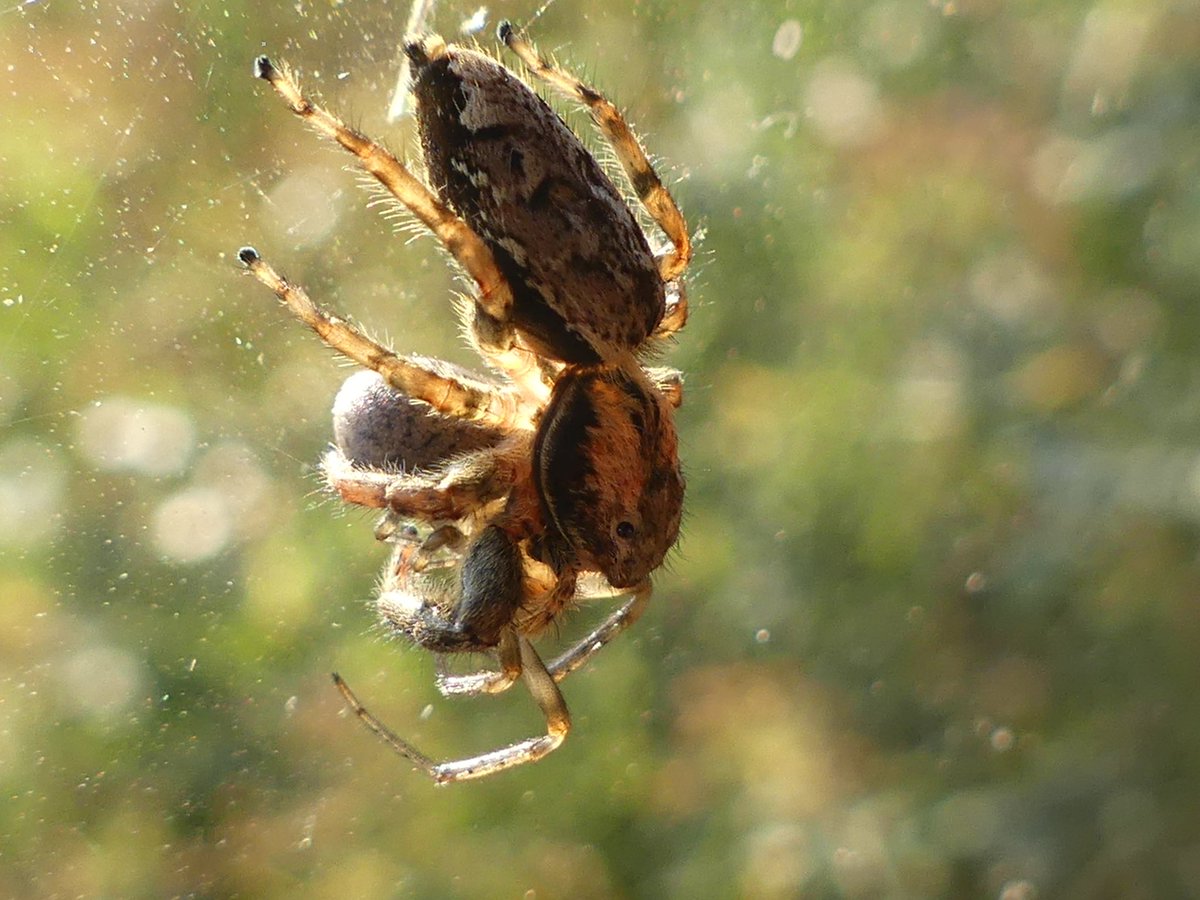 petepoach's tweet photo. Whoa spider on spider! watched a beautiful Marpissa muscosa this evening, hunting around the window of a bird hide @RSPBPulborough and saw it catch and eat another spider, perhaps a Zygiella 🕷️@BritishSpiders https://t.co/1pO6SLZYBl
