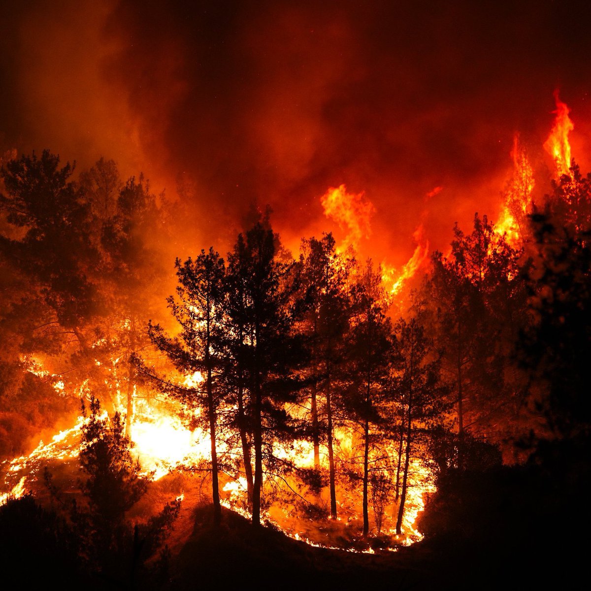 Yanıyoruz, yakılıyoruz! Acil destek ve yardım gerek! #izmiryanıyor #sarnıç #Gaziemir #torbalı