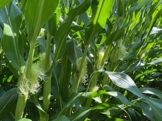 Al_Shep10's tweet photo. Corn Fungicide Spraying Season! Time to get out scouting those fields so we can protect the crop. Get your name on the list for application. @SylviteAg 
#ontag https://t.co/theuApBWJU