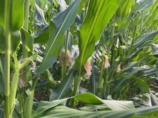 Al_Shep10's tweet photo. Corn Fungicide Spraying Season! Time to get out scouting those fields so we can protect the crop. Get your name on the list for application. @SylviteAg 
#ontag https://t.co/theuApBWJU