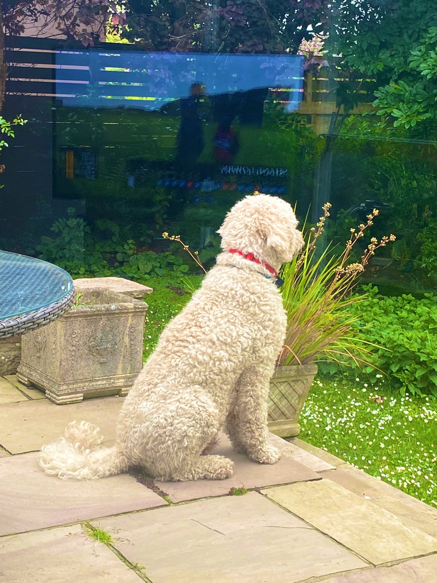 Celine (@celinemarmion) on Twitter photo Loving this photo of our dog Monty! Check out the reflection in the window!! <a href="/ShaneLowryGolf/">Shane Lowry</a> is leading The Open -brilliant birdie on the 18th and super round overall 💪☘️ C’mon Shane!! Loving this photo of our dog Monty! Check out the reflection in the window!! <a href="/ShaneLowryGolf/">Shane Lowry</a> is leading The Open -brilliant birdie on the 18th and super round overall 💪☘️ C’mon Shane!!