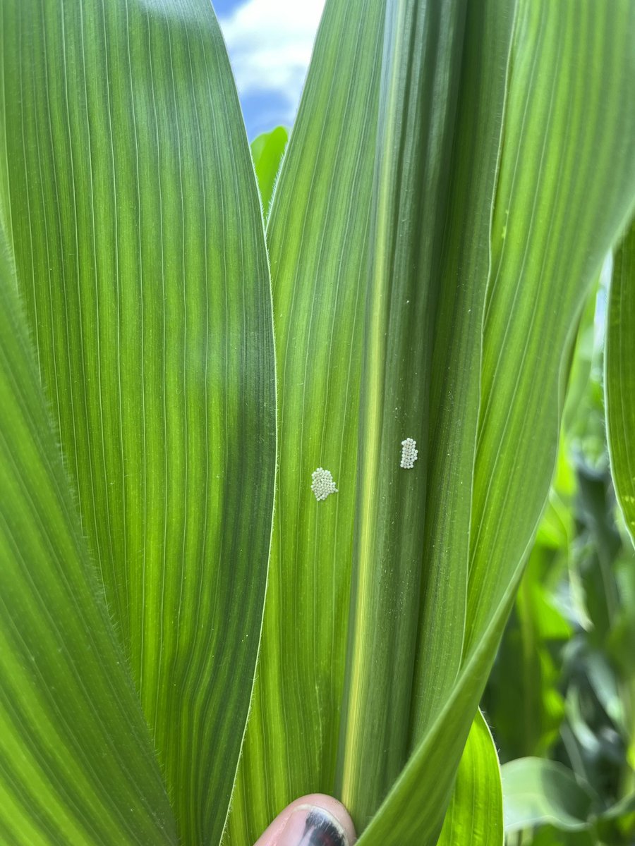 b_millertime5's tweet photo. Western Bean Cutworm Larvae, and Northern Corn Root Worm beetles are out and all over in North East, NEB! Let’s be proactive this pollination💪🏻 Insecticide with your fungicides are a fantastic play!….lets get you set up! #chsagronomy #dekalb https://t.co/RMLwVe1g0c