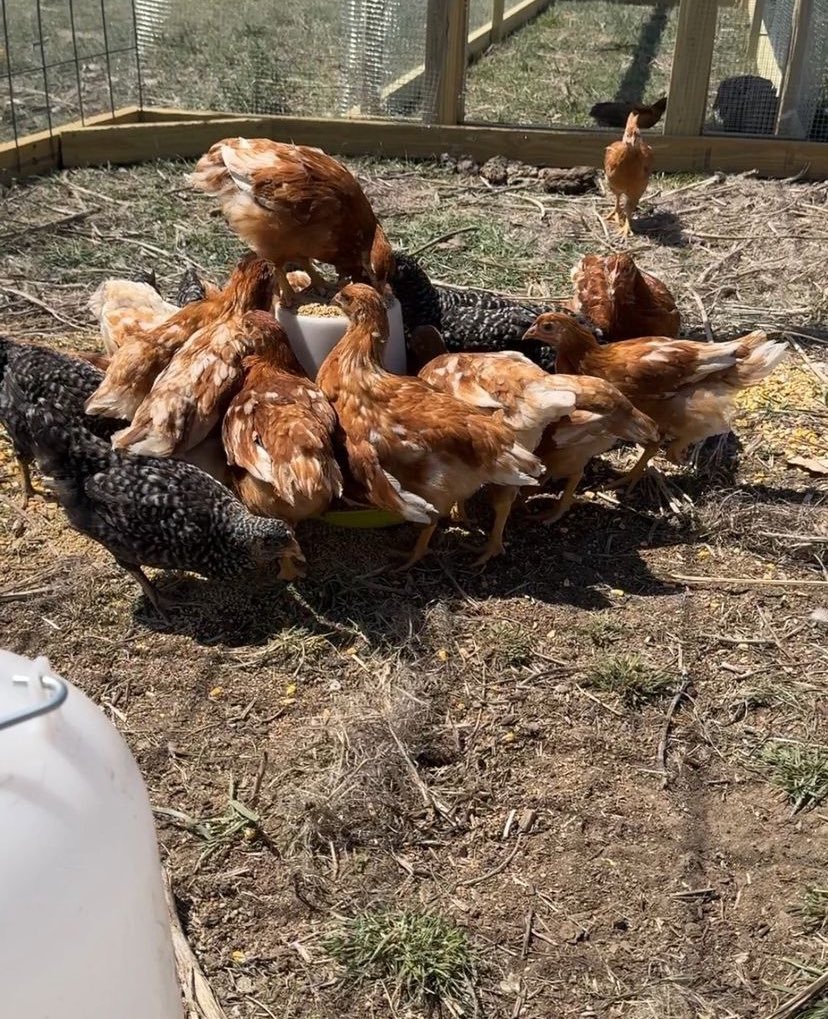 Fffviviandan's tweet photo. Just checked in on the chickens, and they're loving their new coop! Gertrude, our top hen, is always on duty, tending to her flock.
#FarmLife #HappyHens #ChickenLove
#NebraskaLiving 
#Nebraska #Farm #Ranch #Animals
#Chickens #FarmLife #Chickens #LayingEggs #MidwestLiving https://t.co/JBU5wLY4F3