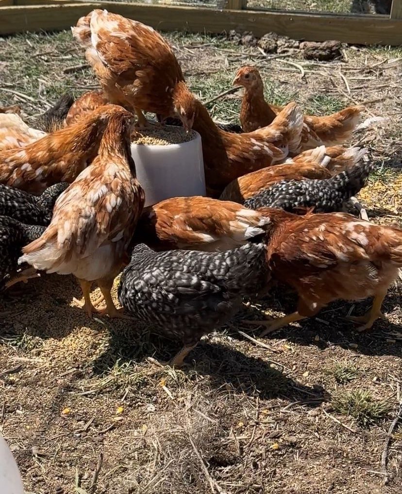 Fffviviandan's tweet photo. Just checked in on the chickens, and they're loving their new coop! Gertrude, our top hen, is always on duty, tending to her flock.
#FarmLife #HappyHens #ChickenLove
#NebraskaLiving 
#Nebraska #Farm #Ranch #Animals
#Chickens #FarmLife #Chickens #LayingEggs #MidwestLiving https://t.co/JBU5wLY4F3