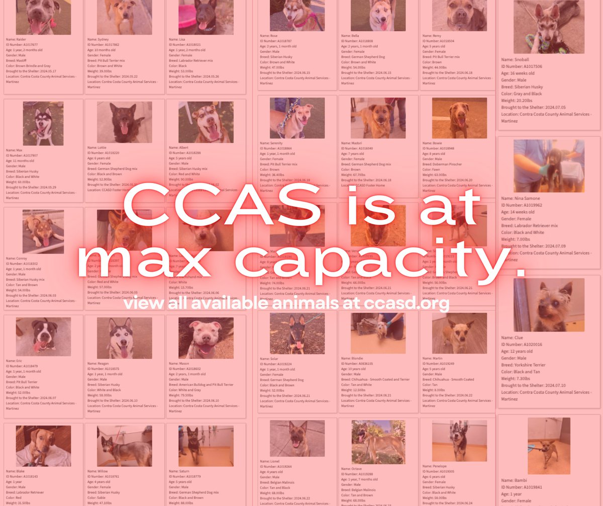 Our shelter is over capacity, and we need our <a href="/CCCounty/">Contra Costa County</a>
residents help to provide them loving homes. Please adopt or foster, so we can continue to help the influx of dogs in-need. Adoptions are FREE* ($25 licensing fee may apply). View available dogs: contracosta.ca.gov/2424/Available…