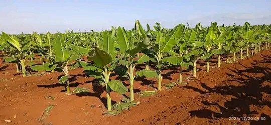 #AnapCuba #Fidel: (...) las ideas tememos que convertirlas en realidades, y las abstracciones tenemos que convertirlas en hechos, y las teorías hay que vestirlas de realidades. #GenteQueSuma #UnidosPorCuba #FidelporSiempre