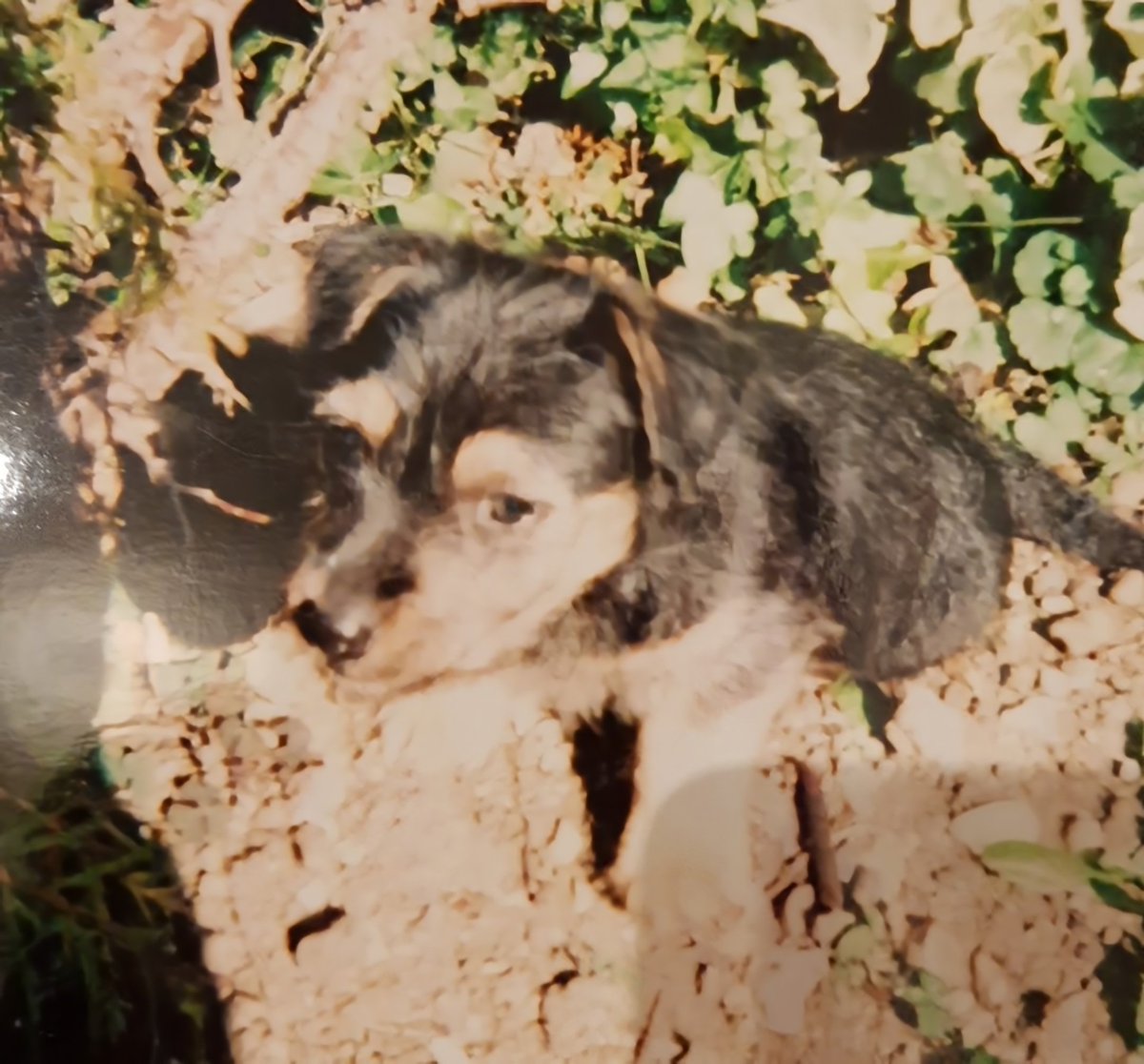 jennystape's tweet photo. Throwback Thursday when I was tiny and discovering my first sun puddle...
#ThrowbackThursday #Memories @Norman_Dillon1 #BovverBoys #DaysOfInnocence https://t.co/GHSIRdSUuu