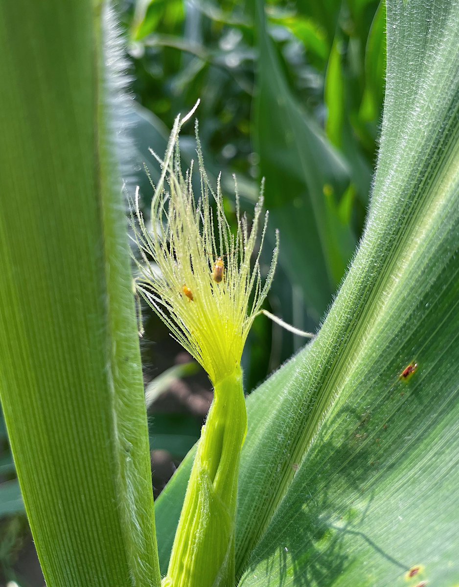 Increase in Corn Rootworms

🌽 Hatching in spring, larvae move deeper into the soil &amp; feed on roots
🌽 Larvae pupates to adult
🌽Adults clip silks before pollination
🌽Late summer, females lays eggs at the base of the stalk
🌽1 female can lay 500-1,000 eggs
🌽Overwinter &amp; repeat