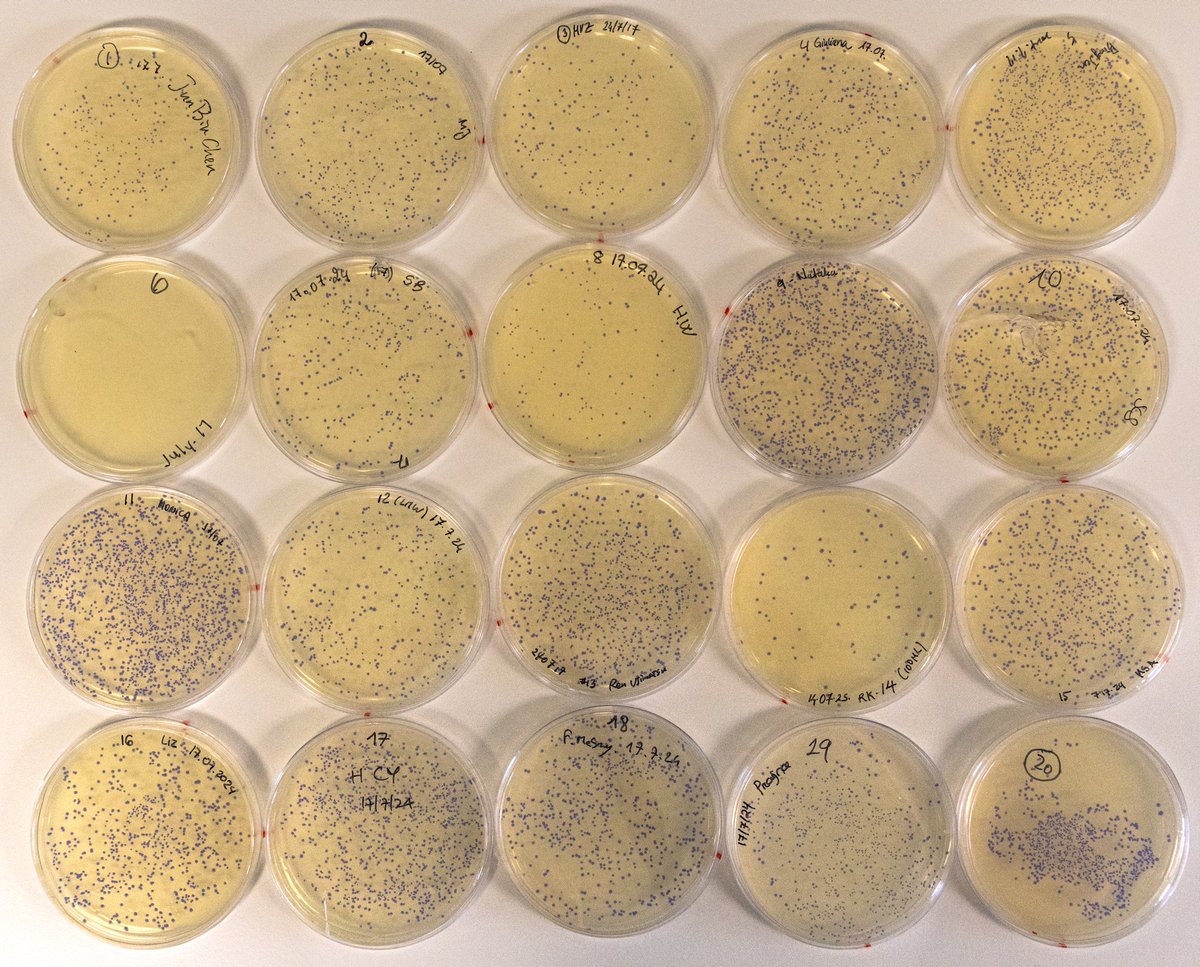 TheSainsburyLab's tweet photo. And here's the result. Lots of amilCP positive colonies from GoldenGate cloning! https://t.co/HLJVwG4JrH