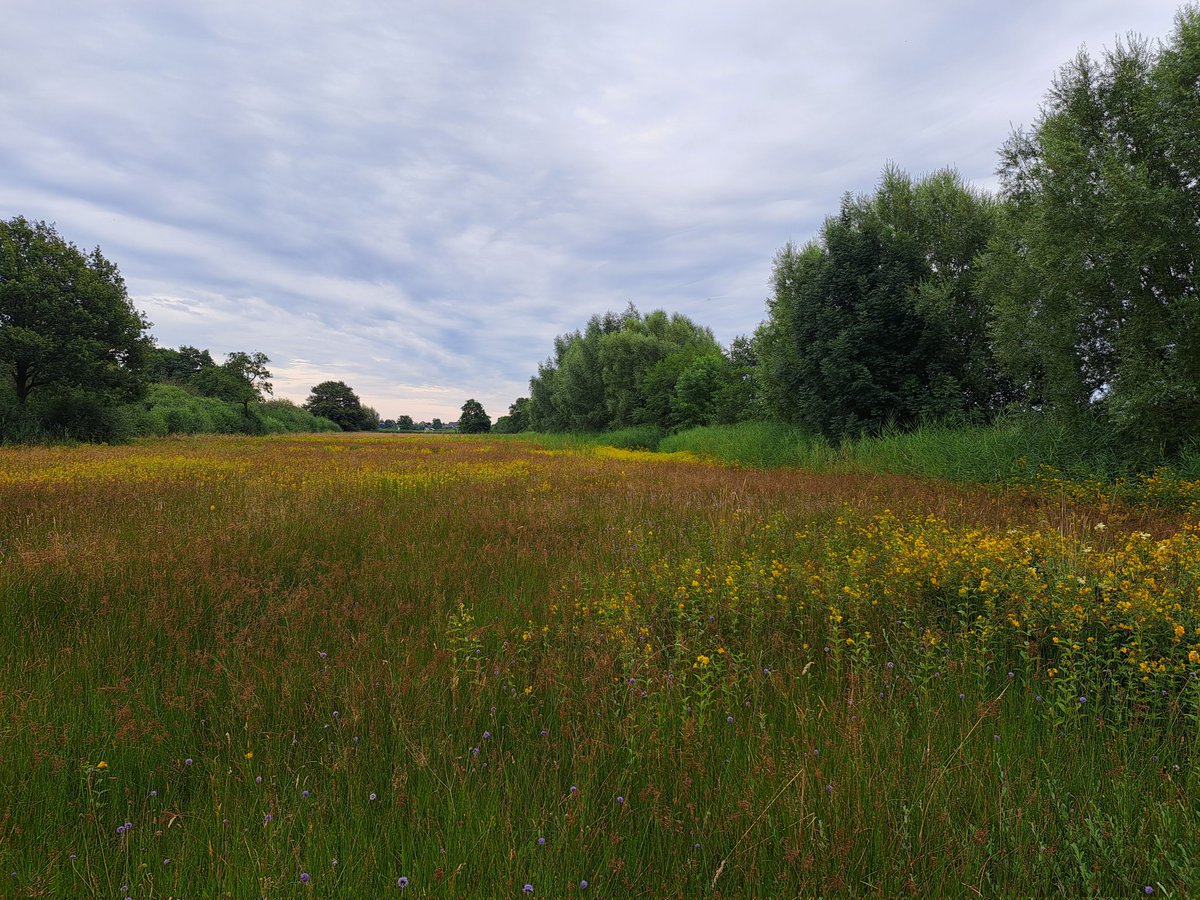 Rondje Allemanskamp, mooi in bloei, maar heeft nodig robuustheid nodig. Benieuwd wanneer de <a href="/provgelderland/">Provincie Gelderland</a> start. Belangrijk tbv verbeteren natura 2000 kwaliteiten!