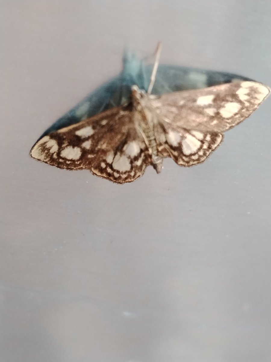 AilinKee's tweet photo. Garden moth trap continues on an upward trend. 35 moths, 26 species last night. Some lovely ones in the photos. #natureconnection #mothmatters https://t.co/eNnZB0utjz