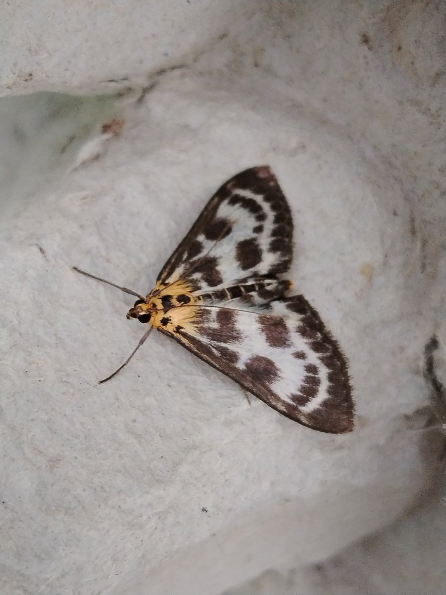 AilinKee's tweet photo. Garden moth trap continues on an upward trend. 35 moths, 26 species last night. Some lovely ones in the photos. #natureconnection #mothmatters https://t.co/eNnZB0utjz