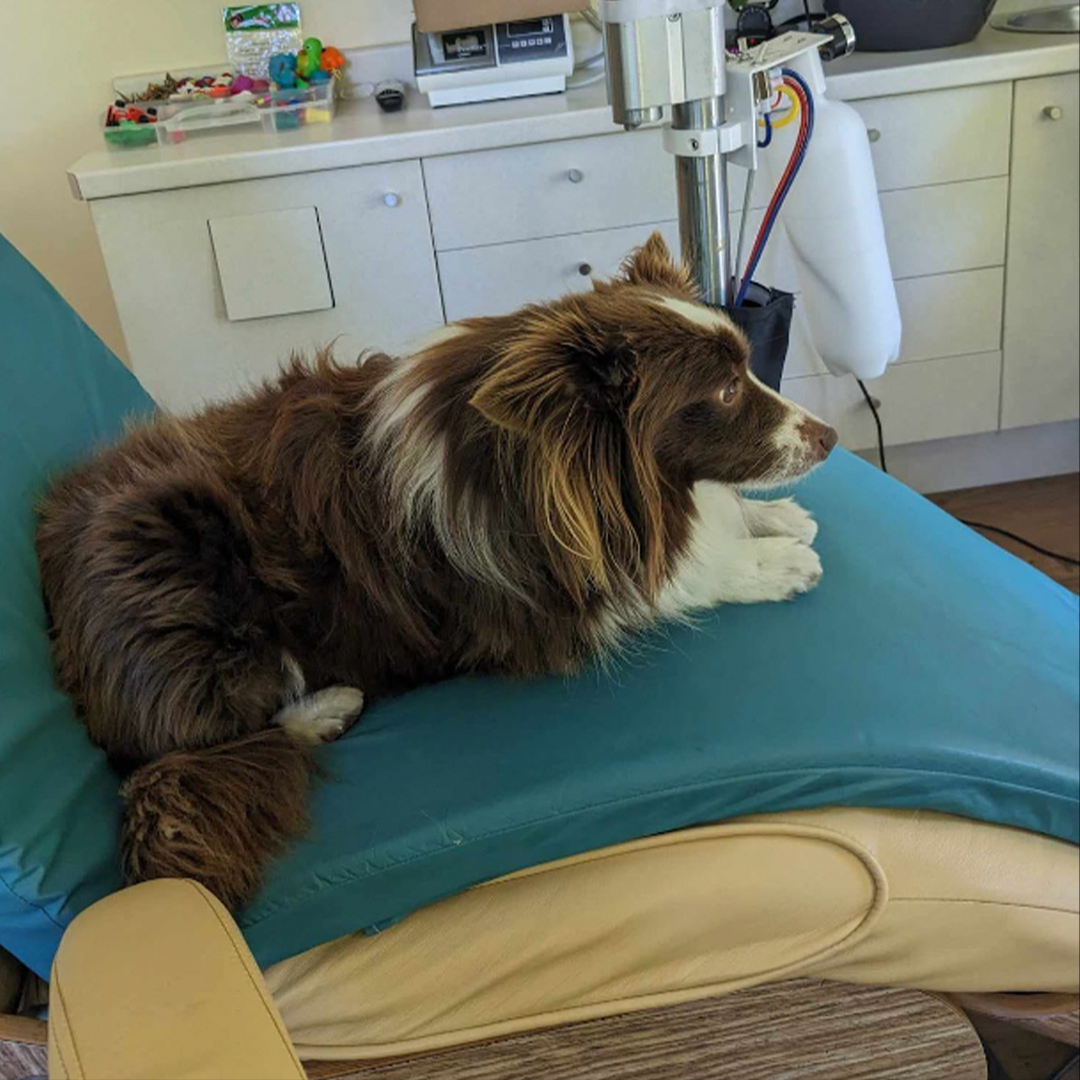 MyFavMurder's tweet image. "MFM Minisode 393"

This week’s hometowns include pirate traysure and a working dog named Monty.

1. Pirate traysure
2. Monty the dog

applepodcasts.com/MyFavoriteMurd…

#myfavoritemurder #minisode #MFMEpisodes #ssdgm #exactlyright