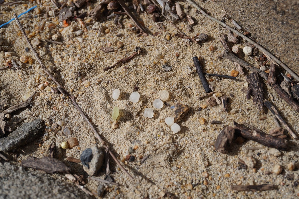 #DIDYOUKNOW: An estimated 10 TRILLION tiny plastic pellets, called nurdles, pollute marine ecosystems worldwide each year. But this pollution could be prevented if Congress would act! Speak up to call for action to protect our oceans today: oceana.ly/3xIl1bV