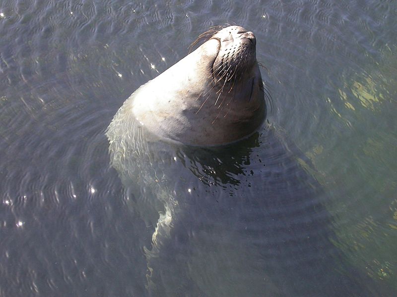 Dr. Dolittle (@drdoscienceblog) on Twitter photo New study provides additional insights into the physiology of elite divers – Life Lines by Dr. Dolittle (lifelinesblog.com)
#diving #animals #science #medicine #health #sports <a href="/APSPhysiology/">American Physiological Society</a> <a href="/APS_CEPS/">APS Comparative and Evolutionary Physiology</a> New study provides additional insights into the physiology of elite divers – Life Lines by Dr. Dolittle (lifelinesblog.com)
#diving #animals #science #medicine #health #sports <a href="/APSPhysiology/">American Physiological Society</a> <a href="/APS_CEPS/">APS Comparative and Evolutionary Physiology</a>