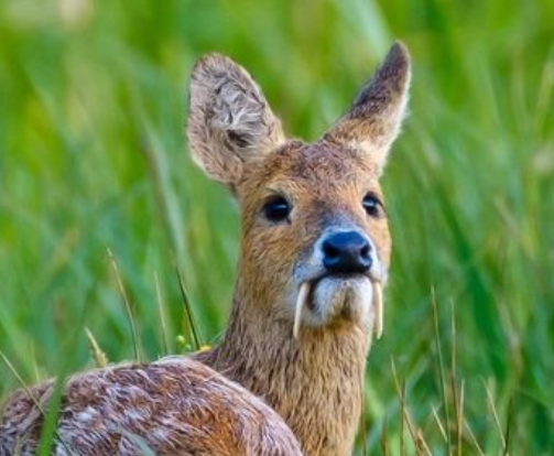 _DaRealBunno_'s tweet photo. is this guy a water deer or im going insane (i most likely do) https://t.co/ukfVNvLoR9