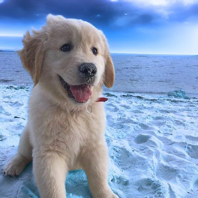 Gul_Crypto's tweet photo. @blknoiz06 bid $uranus bro

AUQJgYup1m2LFj5Ed3aSfxAwJpbxq9VWqdWbS8twpump

the dog will give you some GAINSSS https://t.co/ZPqvSxWM35