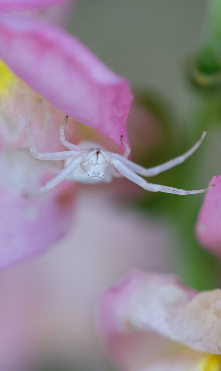 purenbali's tweet photo. Thomisus onustus
#NaturePhotography #naturelover #bugs #insects #spiders #bees #wasp #butterflies #moths #reptiles #wildlifephotography #flowerphotography #GardenersWorld #gardening #nikonphotography #macromood #macroclique #macrophotography #SIGMA #hangitür https://t.co/jNp827S10O