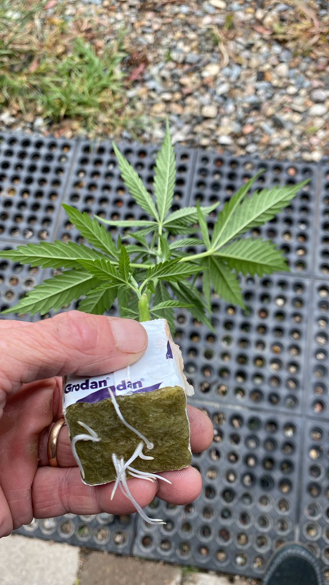 jmo22966085's tweet photo. Not sure if any if you are interested, but i have 5 nirvana seed co’s #MasterKush male clones when i grew this before and had females, it grew massive buds, i’m going to keep these for 2 days, then chop em down, such a pretty plant though. Get with me if your an interested breeder. #OlantGuyCo