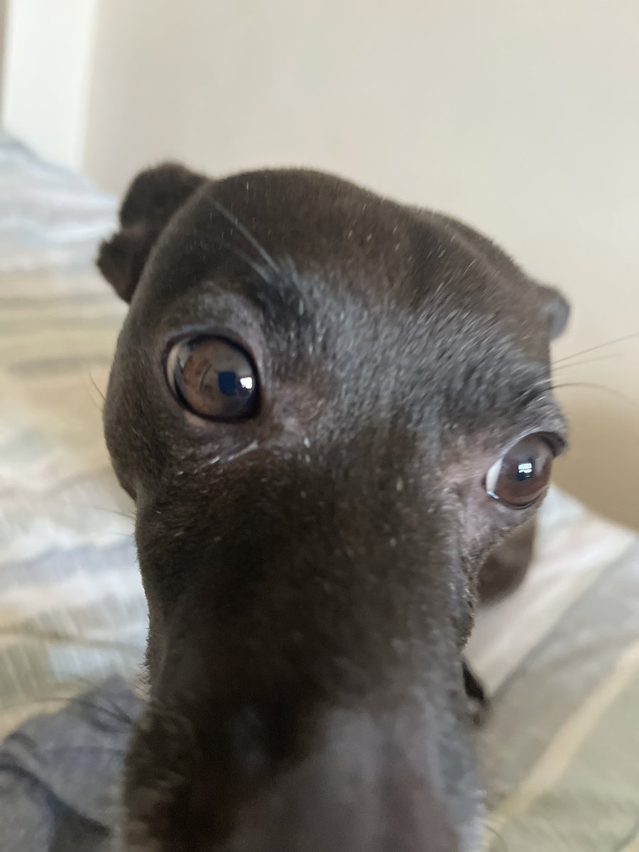 BaconizerEu's tweet photo. @ppyslvt He looks exactly like my dog wtf https://t.co/oVZacLieJ9