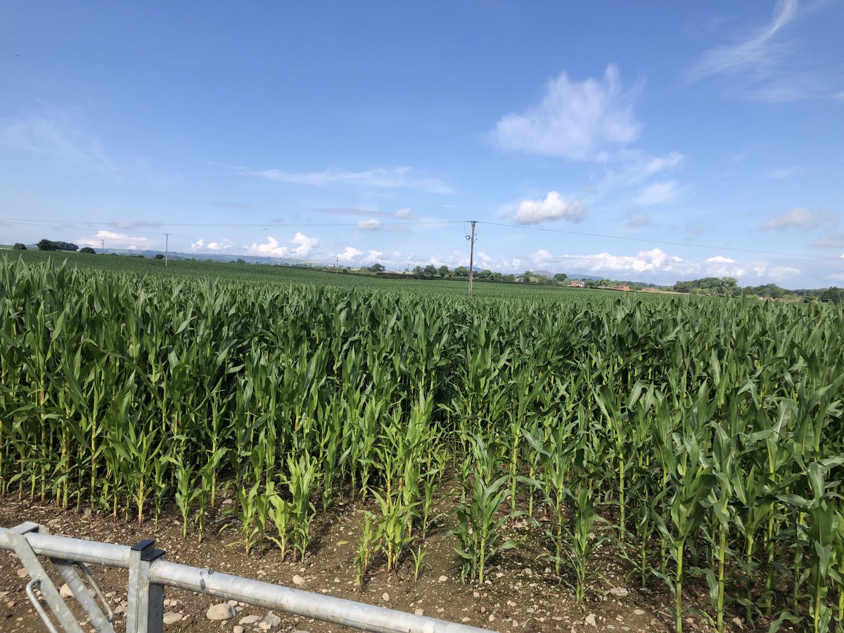 Maize motoring on