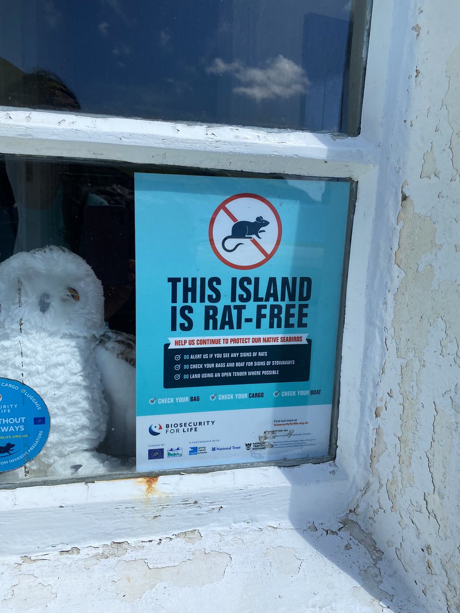 Gold standard #biosecurity measures by @NTS on @StKilda - keeping these magical #seabird islands safe from non-native mammalian predators….And fabulous to see healthy #bonxie chicks 😊
<a href="/biosecurityLIFE/">Biosecurity for LIFE</a> 
<a href="/StKildaNTS/">St Kilda World Heritage Site NTS</a> 
#volunteering 
#HPAI recovery 🤞