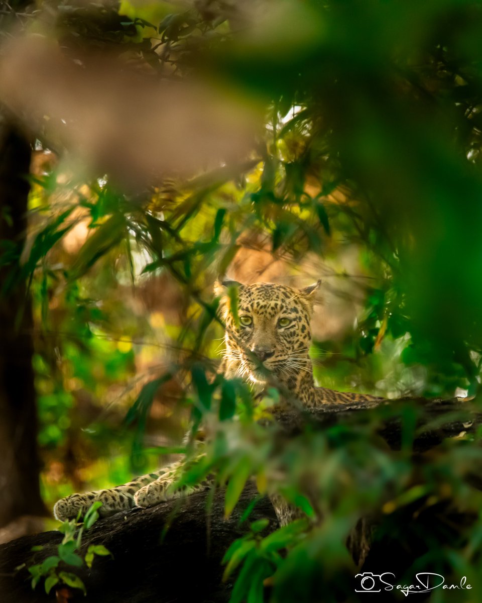 Pixel_Stripes's tweet image. Hidden far behind the thicket was the young Utah. He thought he cudnt be seen. His prey thought he cudnt be seen. I thought I cudnt be seen…
Story of every wildlife adventure:-) #Snippets
#PixelStripes #BeWildLiveWild