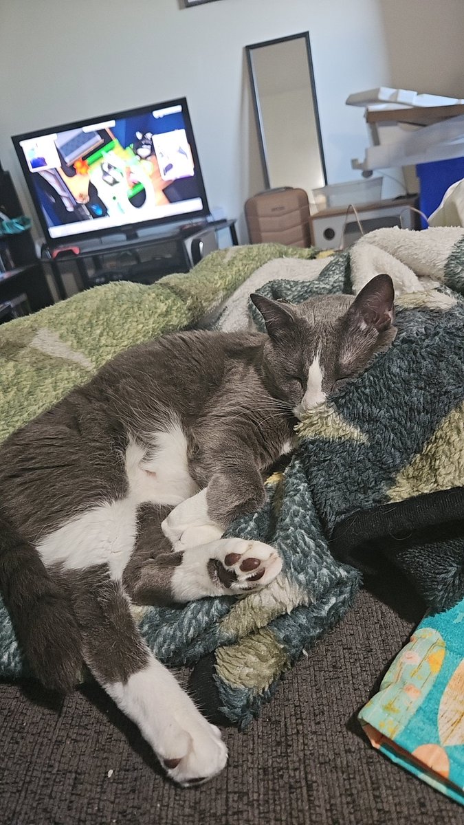 Atari_Classic91's tweet photo. Day off. I *could* clean my kitchen and arrange my living room furniture back.

I'm watching @Risshellala VODs, playing Persona 4 Golden, and hanging with the cat.

#SelfCareIsImportant https://t.co/116UdPaA6h