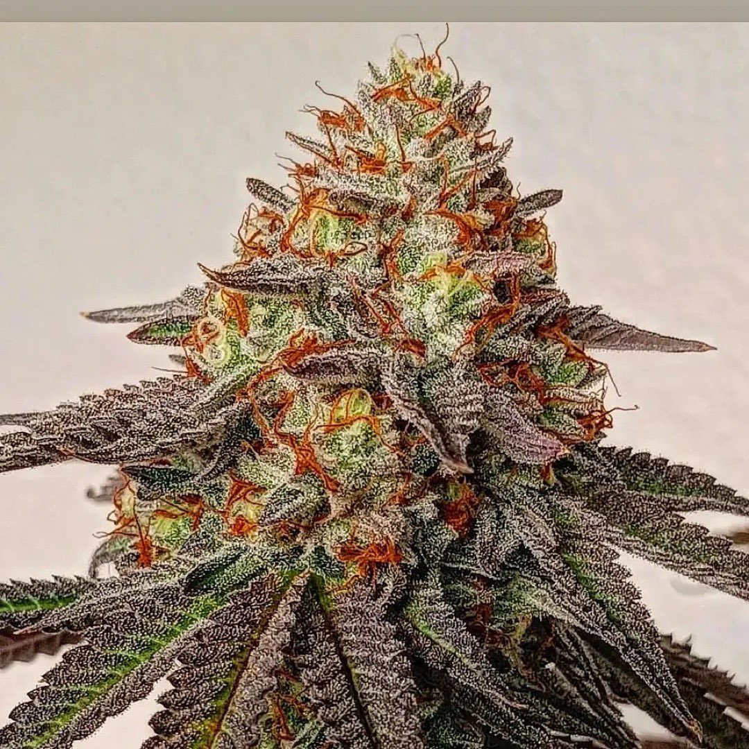 BayAreaCannabis's tweet photo. #Slumper ( #Garypayton X #Jealousy / #Bancroft ) from @bayareacannabisseed So much pressure in those beans. #teamgerm https://t.co/lsNKUiBsDn