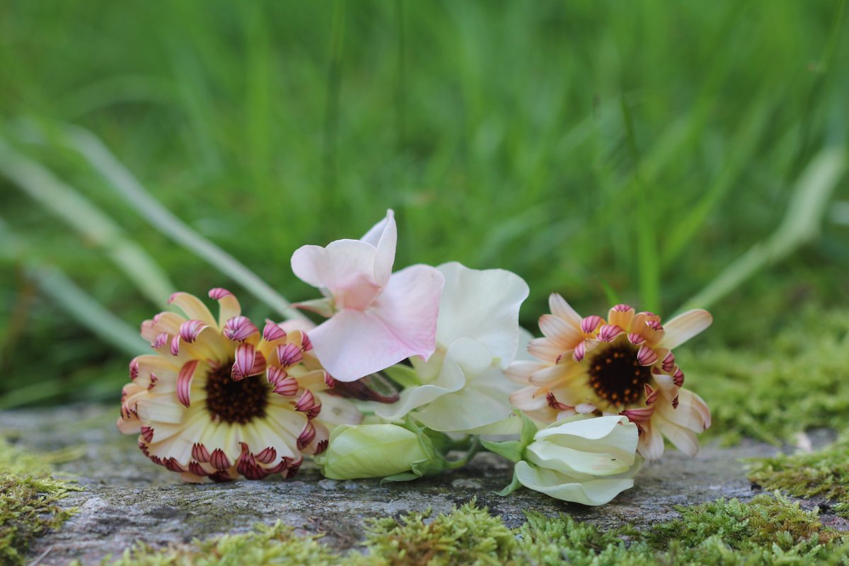 jannibele's tweet photo. #Sweetpeas and #Calendulas are pairing up well. https://t.co/5mkbrCB0eG