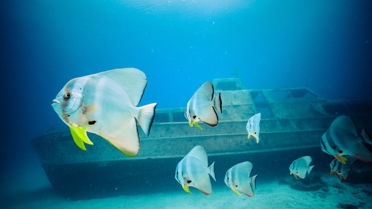 Beneath the surface lies a world of wonder! #Snorkeling at Kuredu is an #underwater journey all about making a personal connection to the secrets of the #Maldivian sea. Ready to make it your own?

📷 @ costa_sam (IG) snorkeling with <a href="/msts_wsde/">Watersports, Scuba Dive, and Excursions</a>