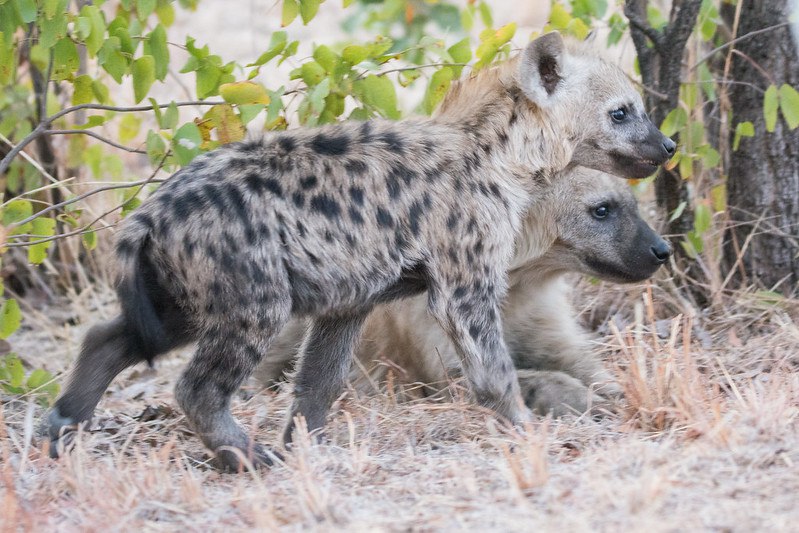 [🔗](api.tinyfox.dev/hourly/Yeens/1…)