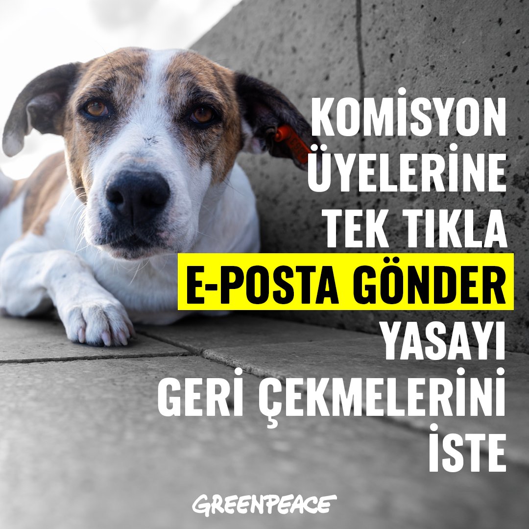 Greenpeace_Med's tweet photo. Ülkemizin doğasına, tarihine, kültürüne uygun, kalıcı bir çözüm oluşturmanın zahmetinden kaçınan karar alıcılar en “basit” ve zalim çözümü yasalaştırmayı hedefliyor. Sorumsuzluğun, denetimsizliğin bedelin hiçbir canlı ödeyemez, ödememeli.

https://t.co/BkgOlif9zE adresinden tek tıklamayla Meclis Komisyonu'na e-posta gönder, yasa teklifini geri çevirmelerini iste.

Hayvanları öldürmeye yönelik bu yasa geçerse, geri dönülmez ve öngörülemez bir şiddet sarmalına gireceğiz.