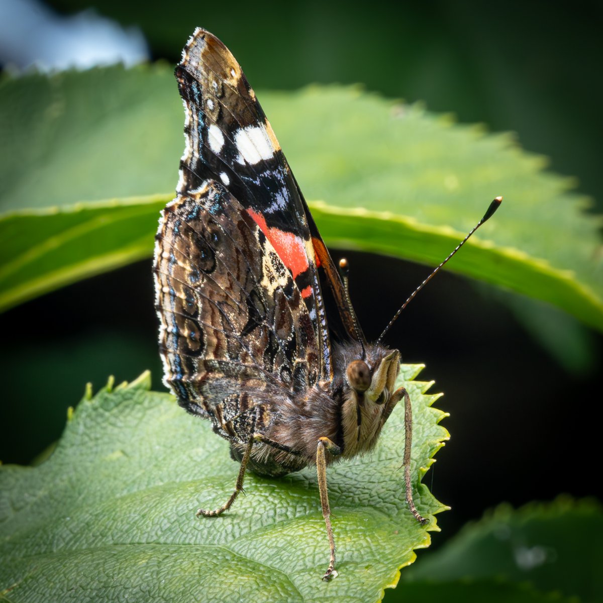 Floydian71's tweet photo. Been so few butterflies in our garden this year, but managed to capture this lovely red admiral before he left @savebutterflies https://t.co/tjQ2X08vJq