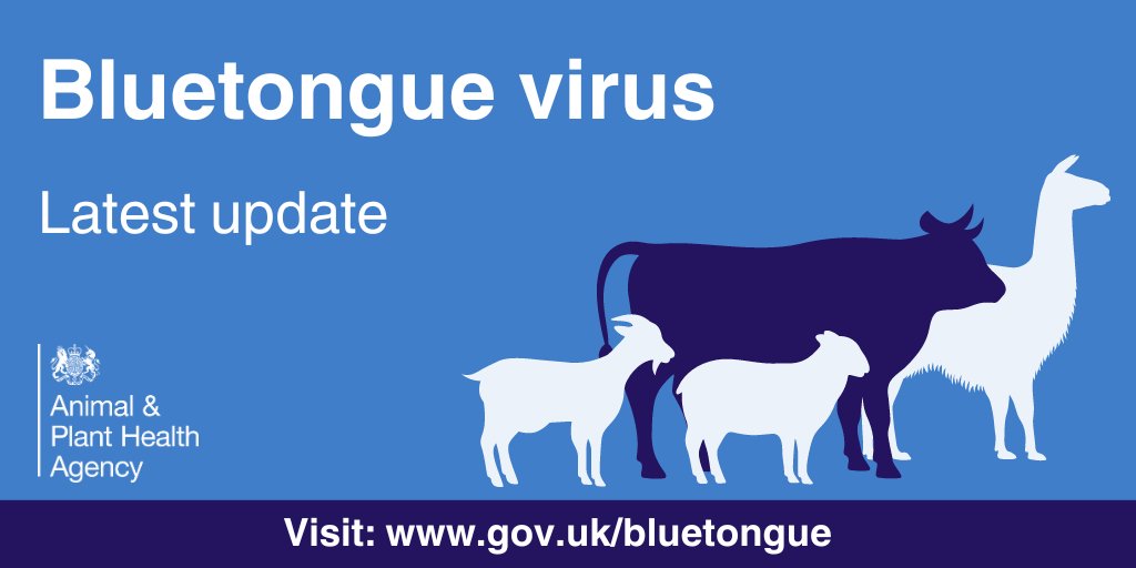An increase in #bluetongue cases has been seen in several northern European countries, please check gov.uk/bluetongue for the steps you should be taking.

Latest update: gov.uk/government/new…
