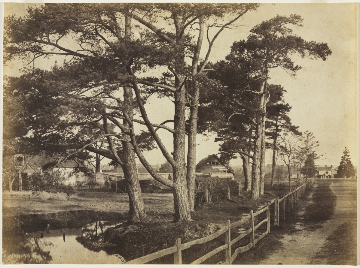 Scotch Firs, Hawkhurst clevelandart.org/art/1988.239